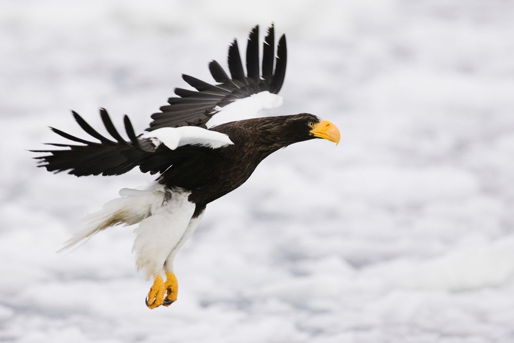 Steller's sea eagle flying over a snowy landscape on Shiretoko Peninsula, winter, wildlife, Japan, Asia.