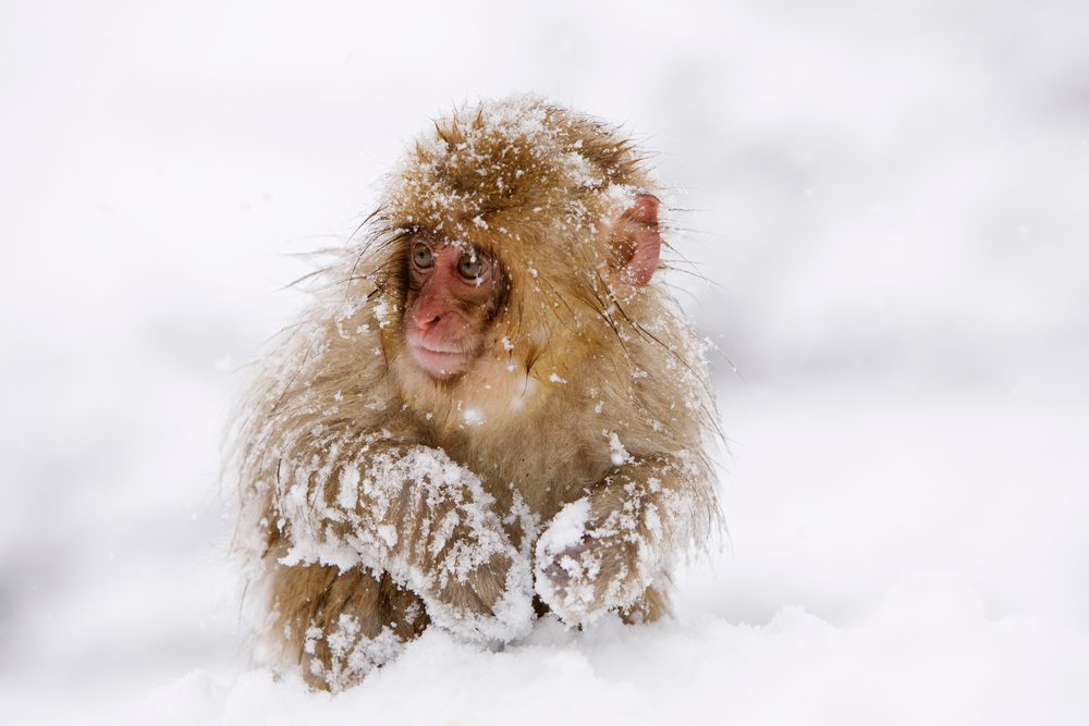 Japanese macaque foraging in deep snow during winter, Nagano, Japan.