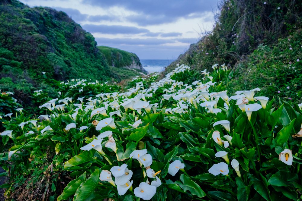 Calla lilies bloom amid lush green leaves in a coastal valley with an ocean view, Garrapata State Park, California, USA.