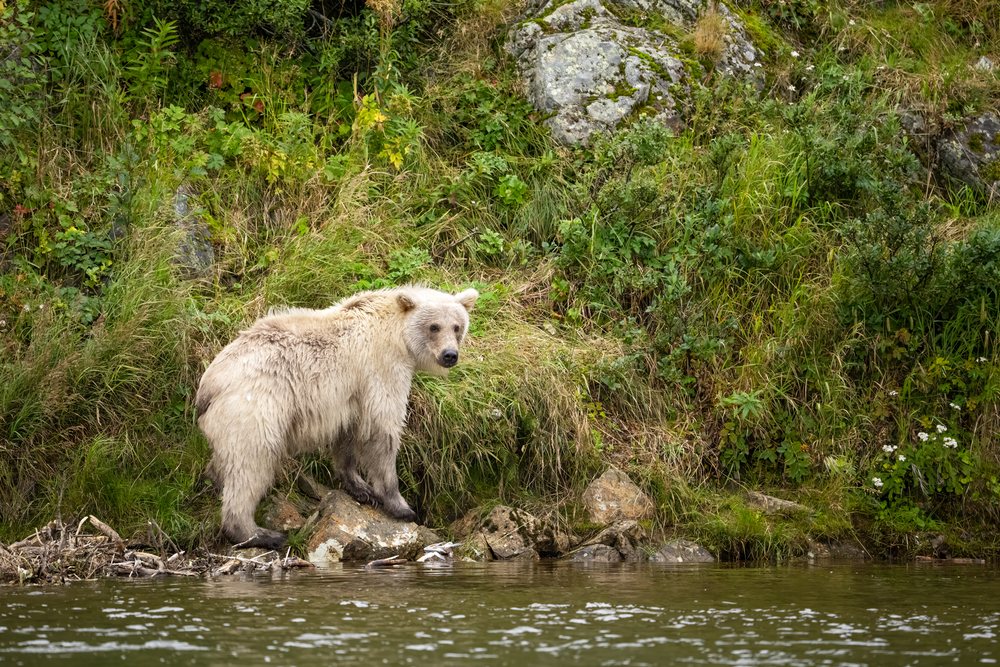 Alaskan Brown bear standing on a rocky riverbank by grassy vegetation, Katmai National Park, Alaska, USA.
