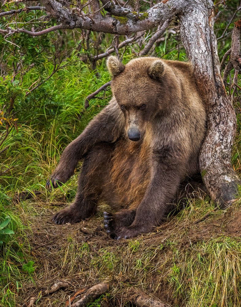Brown bear sitting relaxed on forest floor, wildlife, USA.