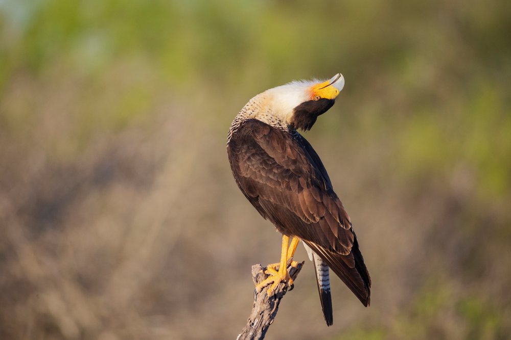 Caracara bird perching on a branch in its natural habitat, Wildlife, McCook, Texas, USA.