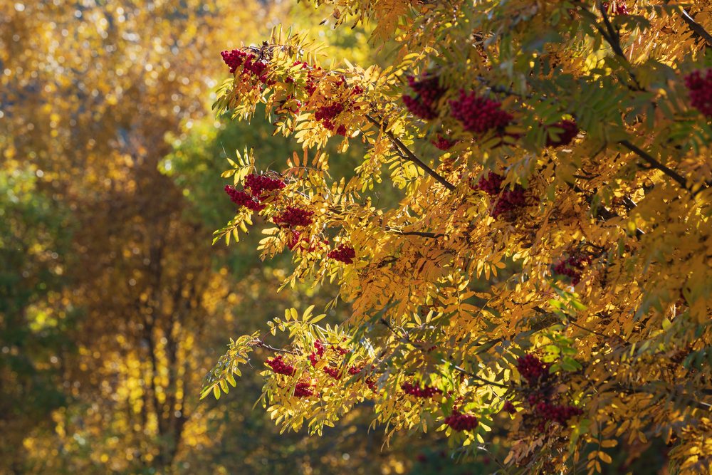 Rowan or Mountain Ash tree branches with red Berries and yellow autumn leaves, Kazbegi, Georgia.