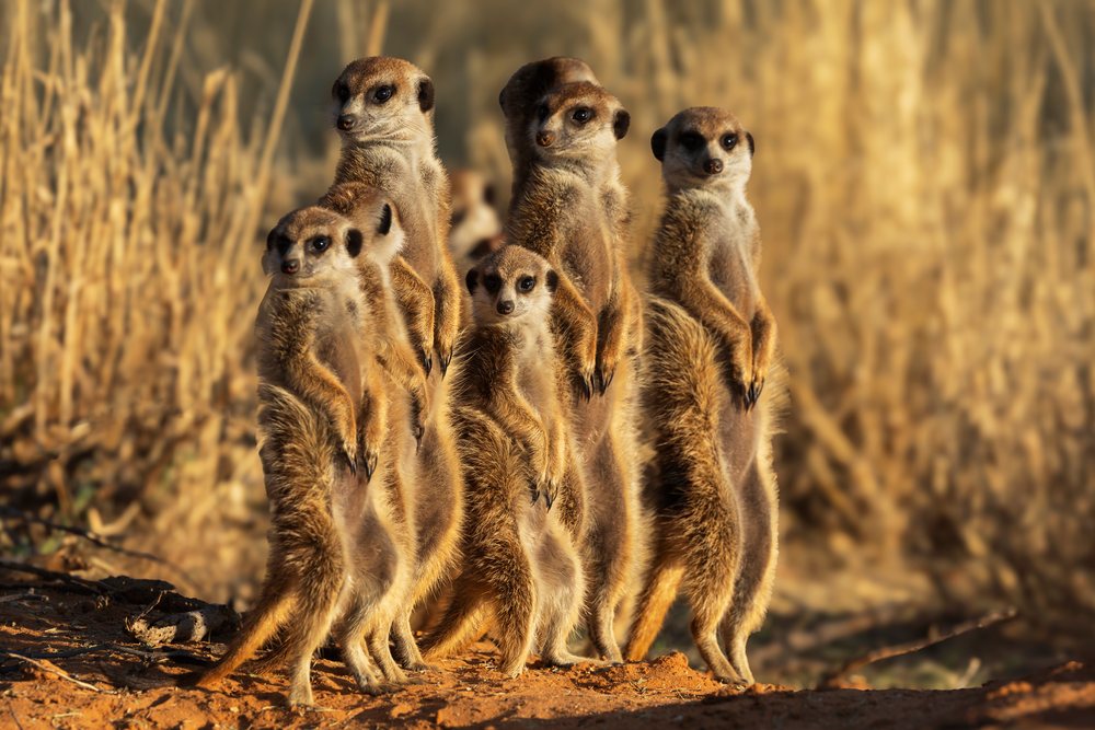 Multiple meerkats stand alert at the entrance to their den at Sunrise in the Kalahari Research Center, Wildlife, Vanzylsrus, Northern Cape, South Africa.