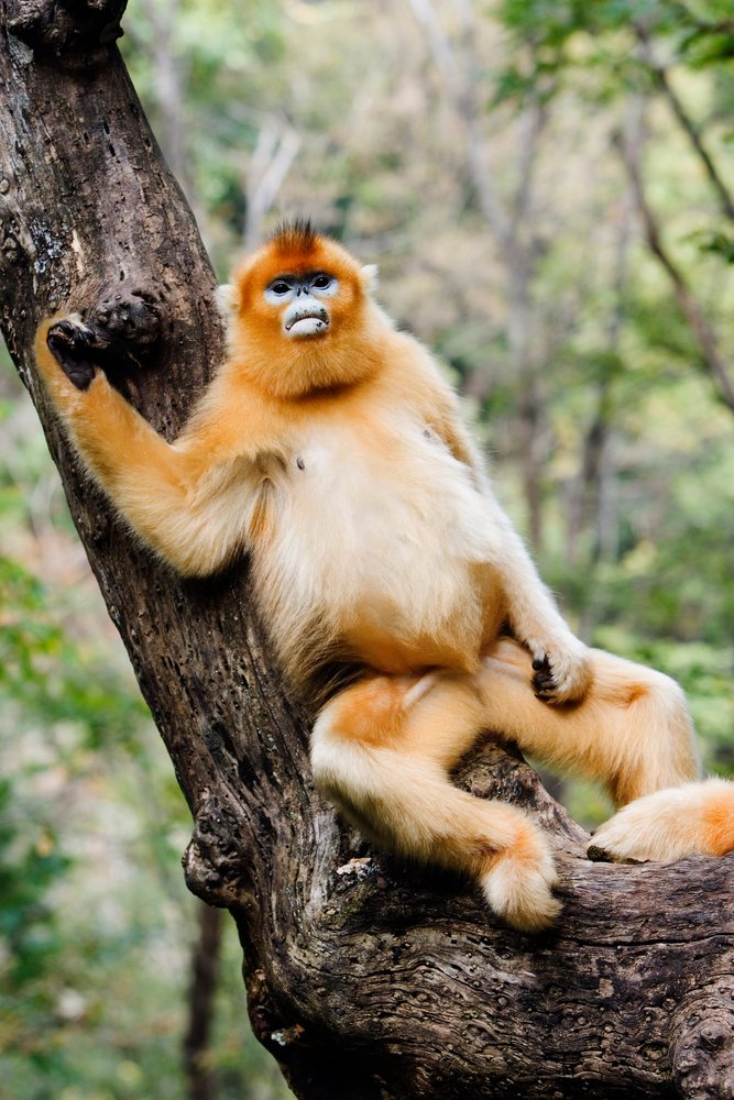 Golden monkey with orange and white fur sitting and holding a tree branch in a forest habitat, Shaanxi Province, China.