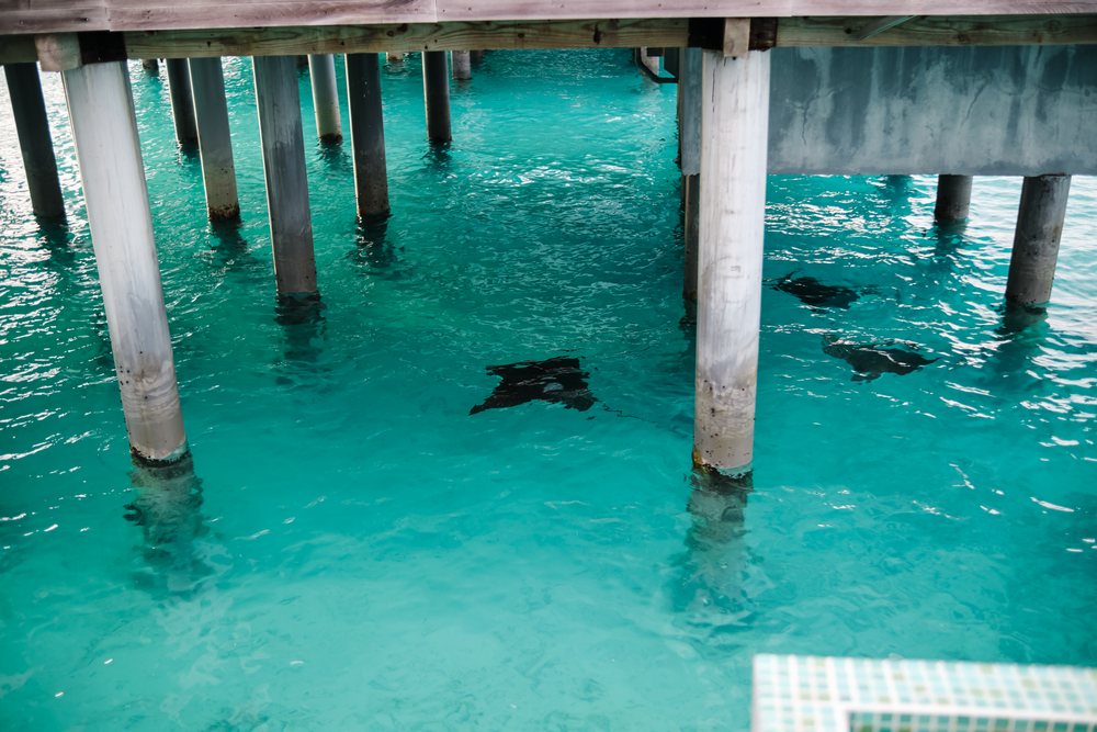 Three manta rays swimming under pier pillars