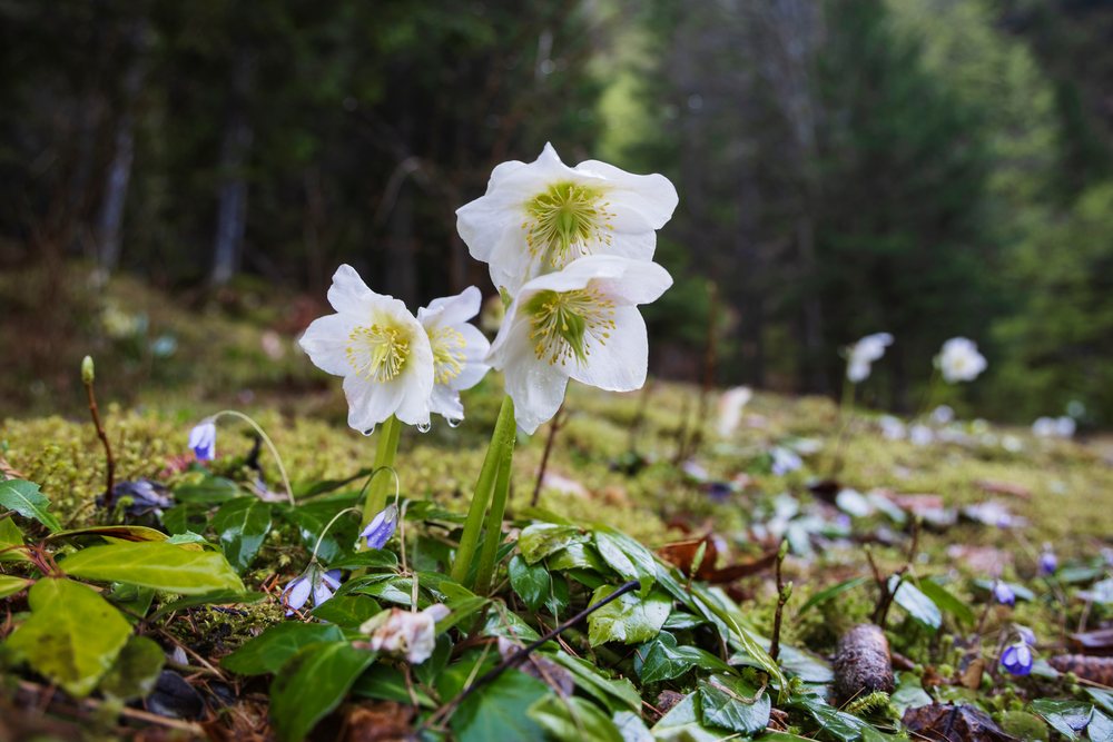 White flowers of Black Hellebore plants bloom on the forest floor with green leaves and moss in the Krnica Valley—Triglav National in January, Landscape, Kranjska Gora, Slovenia.