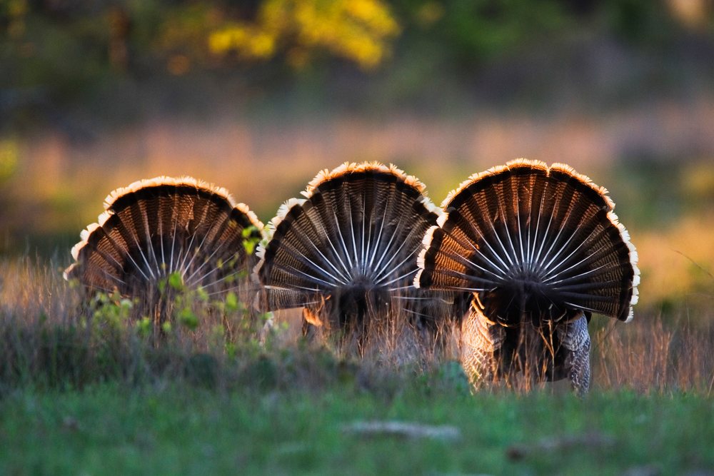 Three wild turkeys in a Texas grassy meadow display their distinctive fan-shaped tail feathers outdoors, wildlife, USA.
