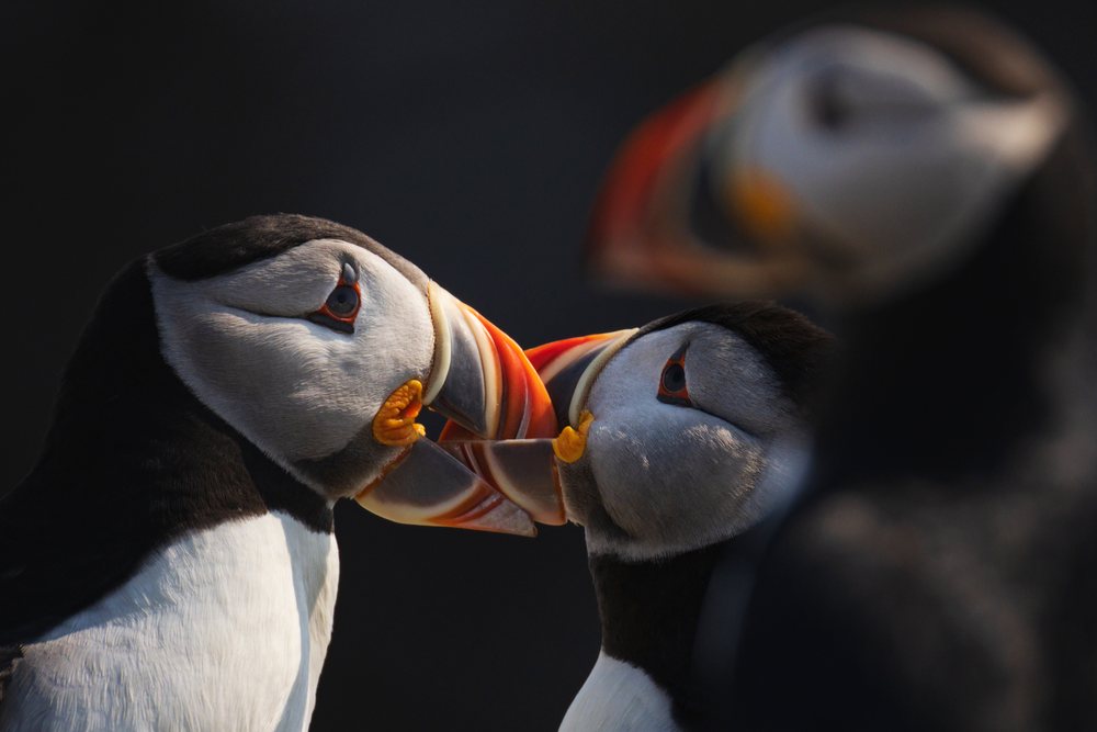 Two puffins engage in courtship with interlocked colorful beaks, Landscape, Cityscape, Lifestyle, Elliston, Newfoundland & Labrador, Canada.