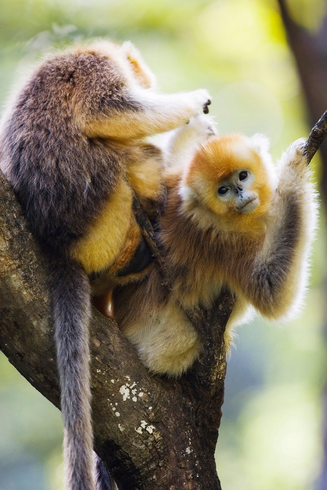 Two golden monkeys grooming on a tree branch, Shaanxi Province, China.