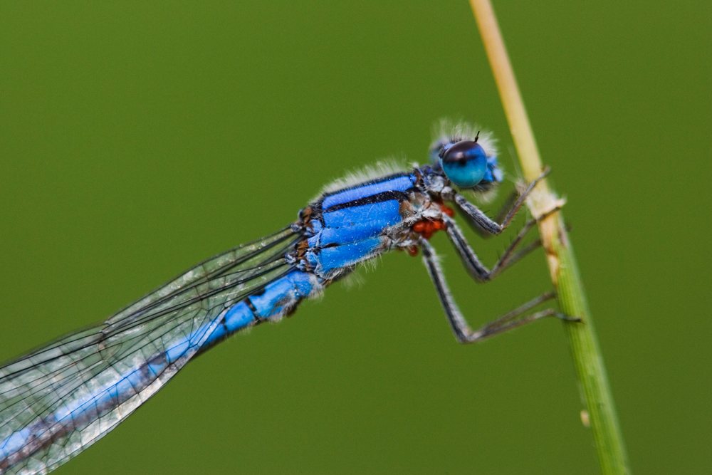 Close-up of a blue-bodied damselfly perched on a green plant stem in a natural outdoor environment, wildlife, Texas, USA.