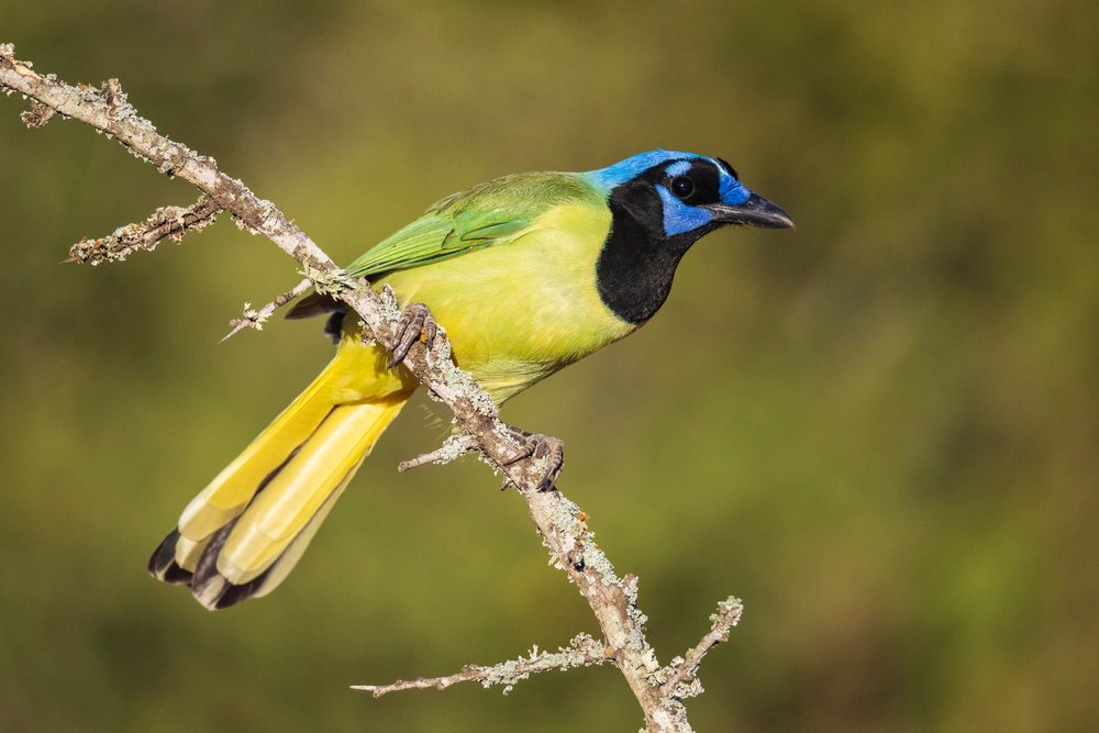 Green jay perched on a lichen-covered branch at Sunrise, Wildlife, Rio Grande City, Texas, USA.