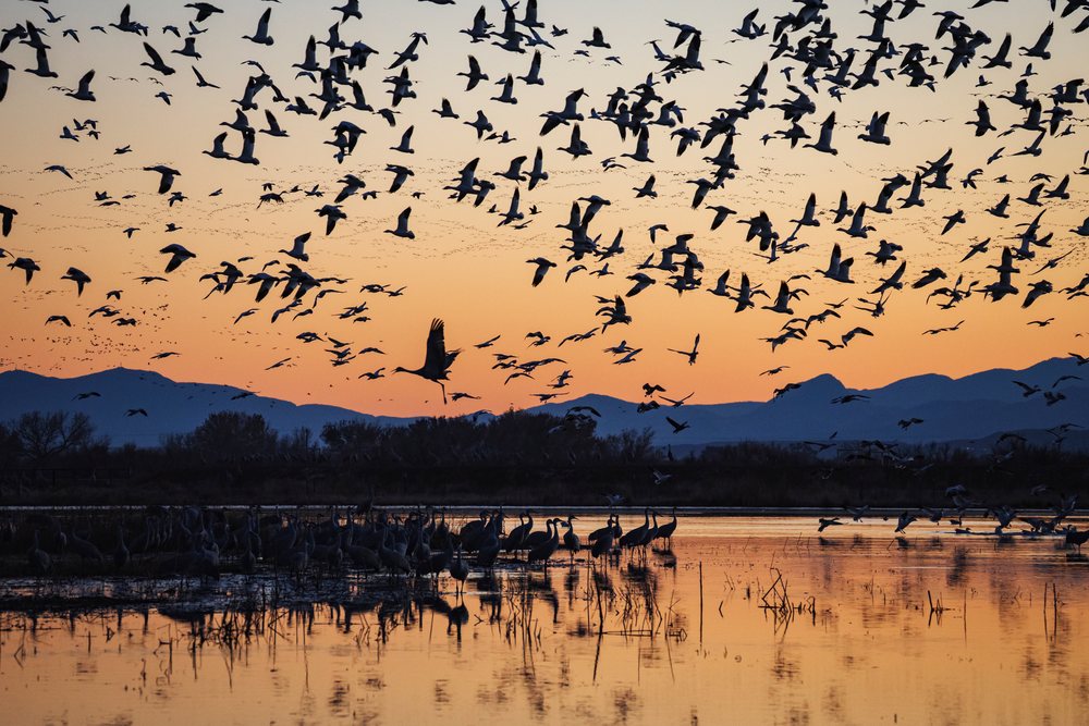 Sandhill Cranes and Snow Geese land and fly over a wetland at sunset at Ladd S Gordon Waterfowl Complex, landscape, wildlife, Bernardo Waterfowl Management Ar, New Mexico, USA.