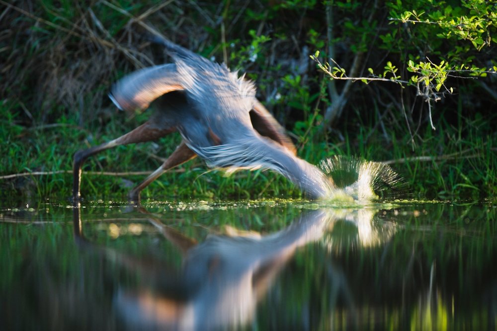 Great blue heron strikes into water creating a splash while fishing in a Texas wetland, wildlife, USA.