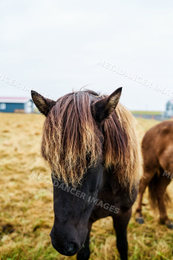 Close-up of a horse with a blonde mane in a field in Iceland