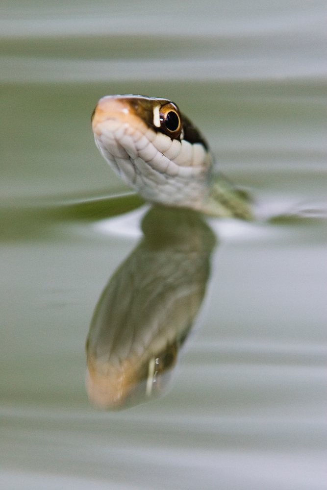 Ribbon snake swimming with its head above water in a natural Texas outdoor setting, showing clear reflection and scales, wildlife, USA.