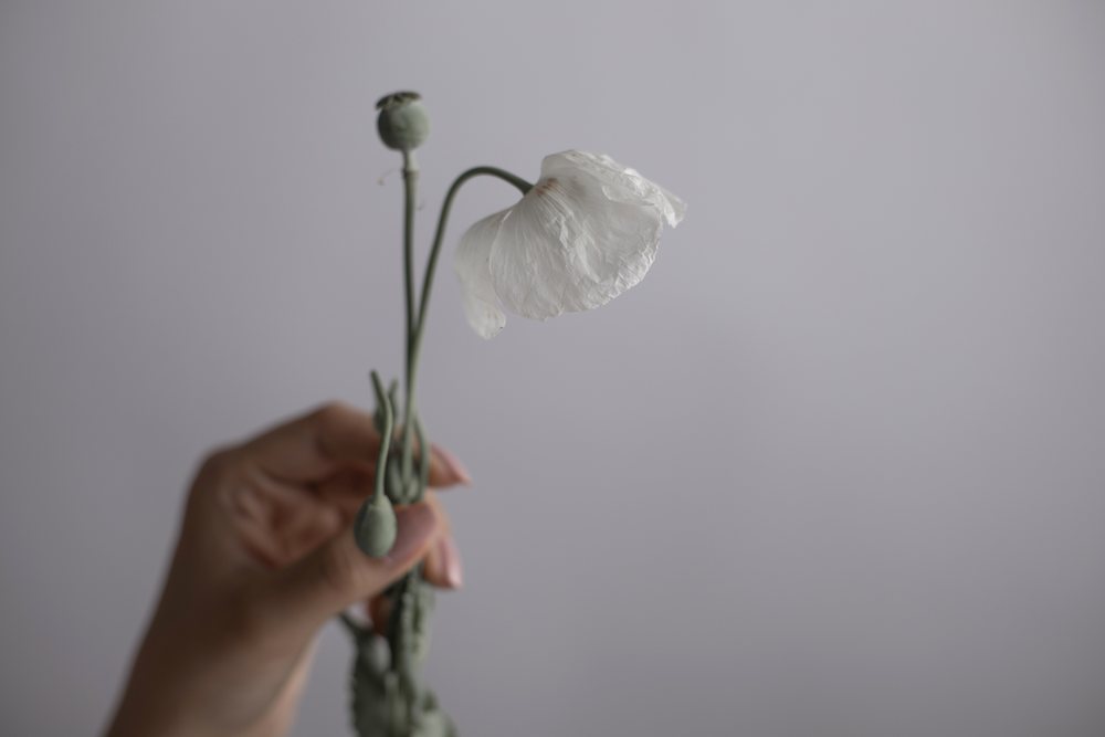 Delicate white poppy flower held by hand against a soft neutral background expressing gentle artistic emotion, Art, portrait, emotional.