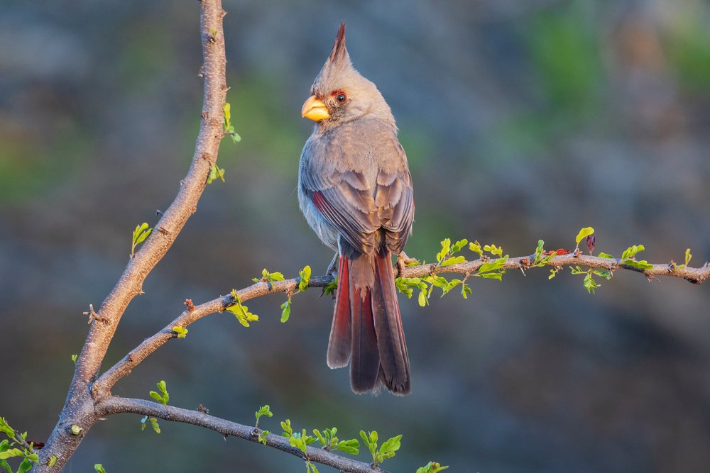 Pyrrhuloxia bird perched on a branch at Sunrise at Santa Clara Ranch, Wildlife, McCook, Texas, USA.