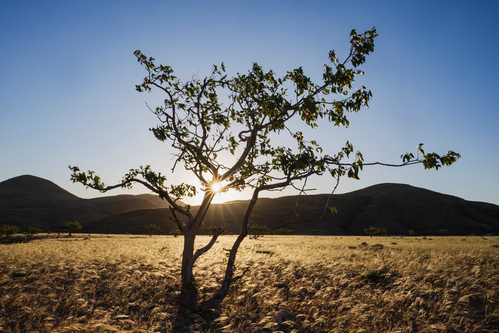 Mopane Tree stands in a grassy plain at Sunset with hills and scattered shrubs, landscape, wildlife, Sesfontein, Kunene Region, Namibia.