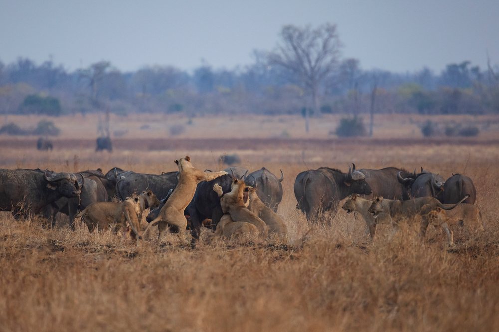 Lions from the Nsefu Pride hunt a Cape Buffalo herd in the savanna of, Wildlife, Mfuwe, South Luangwa National Park, Zambia.