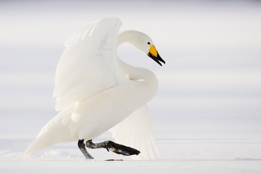 Whooper swan with white feathers and yellow-black beak walks on snow while spreading its wings in a winter natural setting, Hokkaido, Japan.