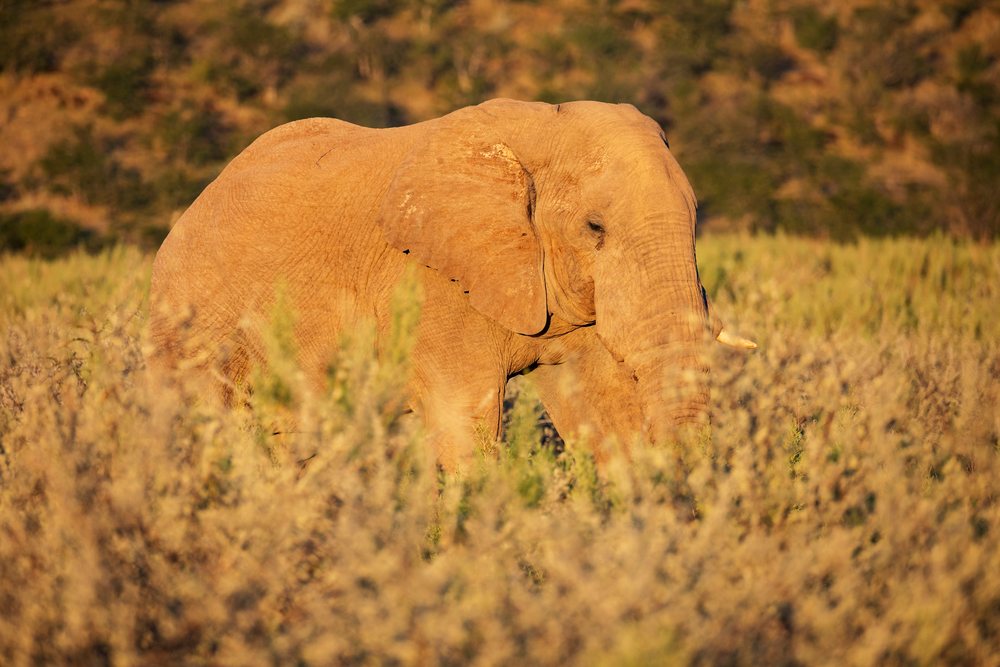 Bull Elephant with tusks walks through dry shrubland, landscape, wildlife, Etosha National Park, Kunene Region, Namibia.