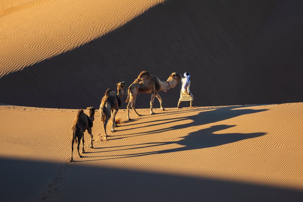 Camel herder leads three camels walking in single file across the sunlit Chaggaga sand dunes in Morocco's desert landscape under long shadows, Lifestyle, Landscape, Culture.