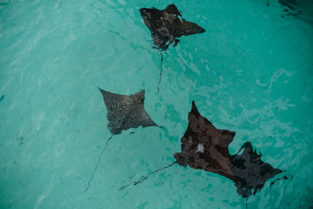 Spotted eagle rays swimming in clear waters of the Maldives