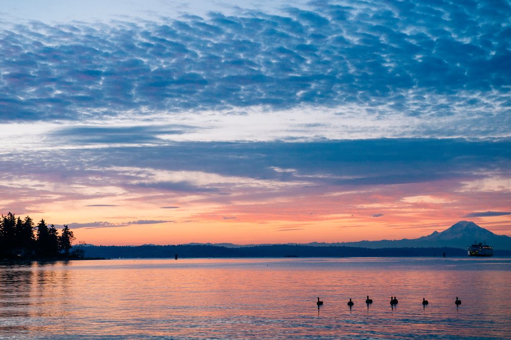 Sunset over calm water with Mount Rainier and a ferry boat, birds floating in the foreground, Bainbridge Island, WA, USA.