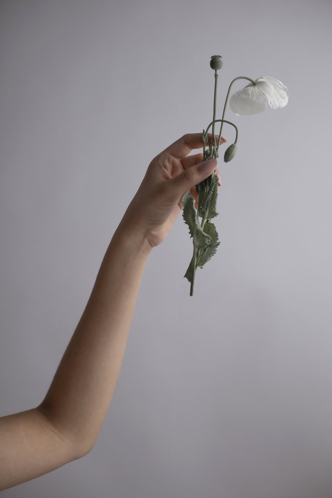 Hand holding a single delicate white poppy flower with green leaves and buds against a plain neutral background, Art, portrait, emotional.