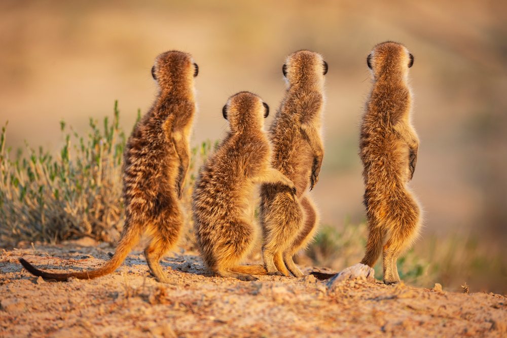 Four meerkats stand alert on desert ground with desert shrubs at Sunrise near Kalahari Research Center, Wildlife, Vanzylsrus, Northern Cape, South Africa.