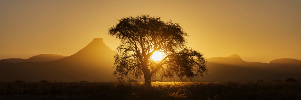 Silhouetted Blackthorn Acacia tree against a Sunset sky with grassland foreground and mountain ridges, landscape, wildlife, Etambura, Kunene Region, Namibia.