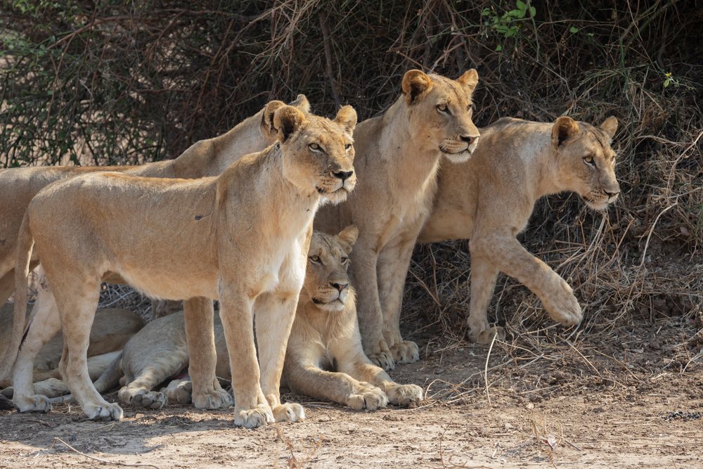 Four lions resting and alert near bushes, Zambia's natural wildlife environment, Mfuwe, South Luangwa National Park.