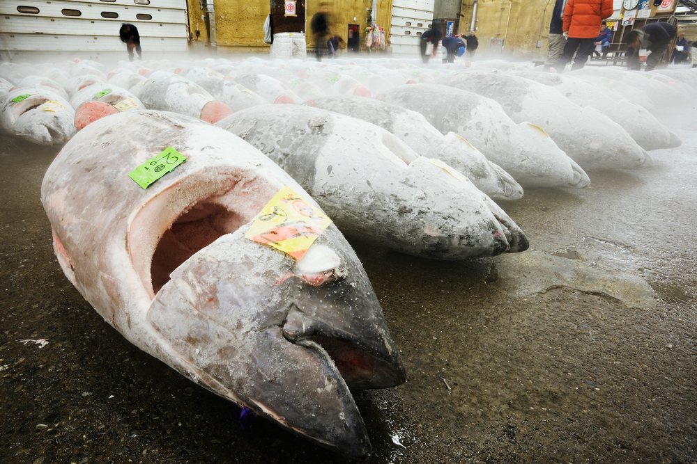 Large frozen tuna laid out for auction at an indoor fish market, with market workers inspecting the catch, Tokyo, Japan.