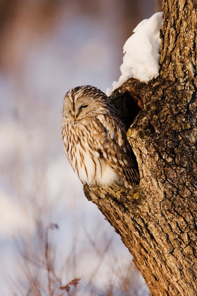Ural owl perched quietly on a snow-covered tree trunk in winter, Japan, Asia.