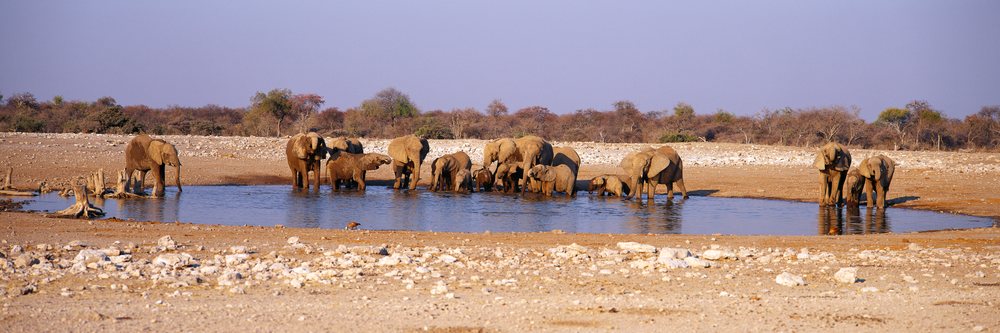 Elephants drinking water at a watering hole in Namibia's dry savanna landscape with scattered trees and bushes, Elephants at Watering Hole Namibia, Africa.