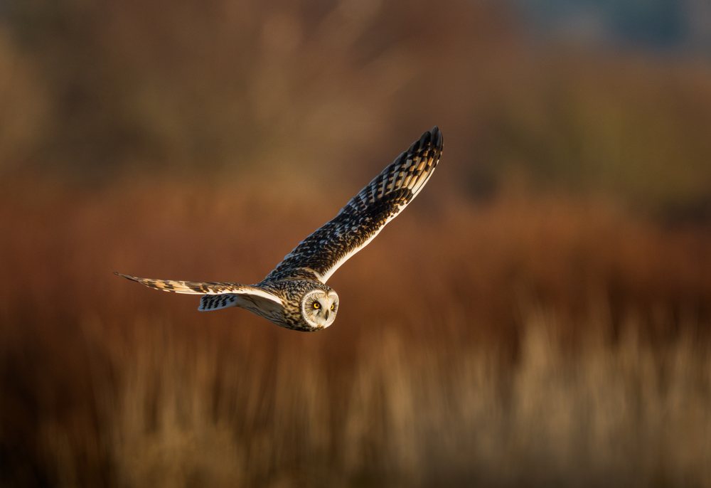 Short-eared owl flying low over grassland in the USA during daylight.