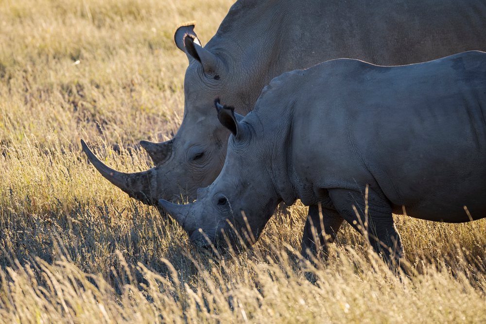 Two rhinoceroses grazing on dry grass in a natural savanna landscape at Okapuka Lodge, Windhoek, Khomas Region, Namibia.