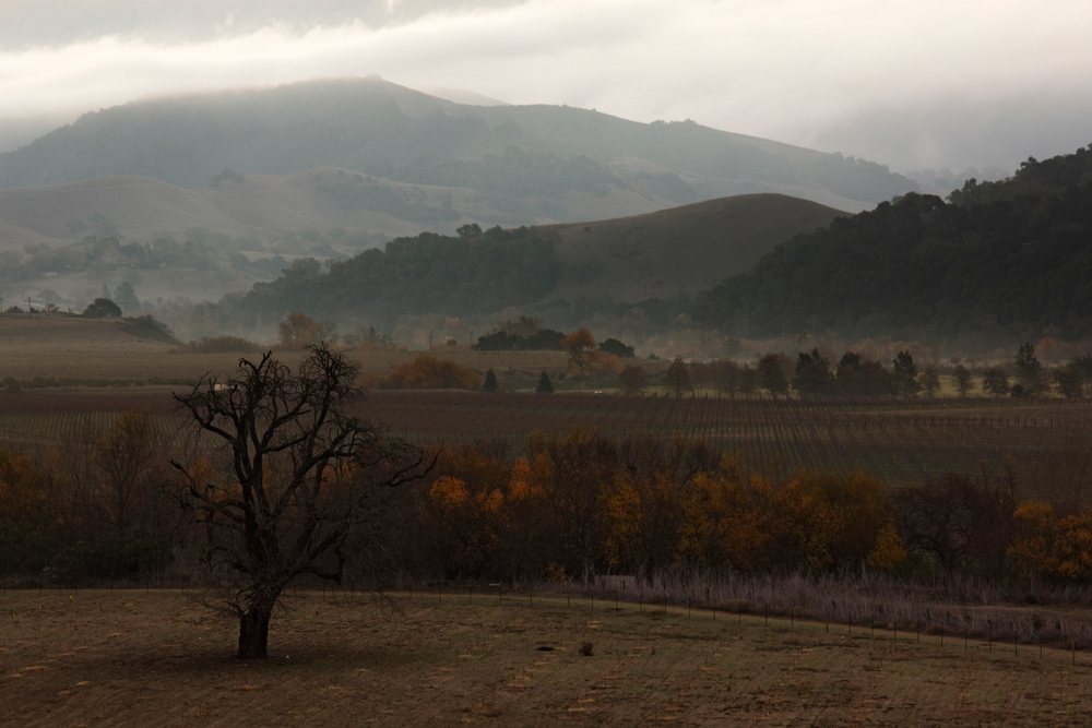 Solitary bare tree stands in a foggy field with rolling hills and a vineyard in a Southern California valley landscape, USA.