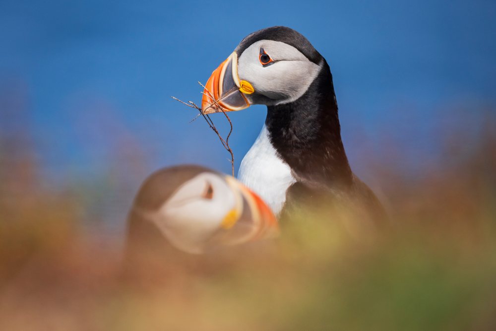 Two puffins engage in courtship with one presenting a twig to its mate, Landscape, Cityscape, Lifestyle, Elliston, Newfoundland & Labrador, Canada.