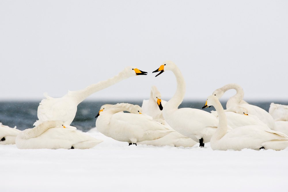 Multiple whooper swans rest and interact on snow-covered ground near water, Hokkaido, Japan.