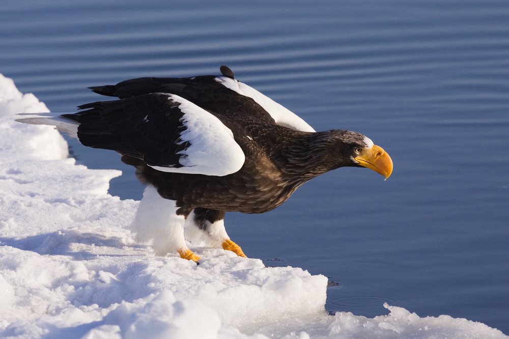 Steller's sea eagle with black and white plumage perched on snow-covered ice at the edge of Nemuro Channel in winter, Japan, Asia.