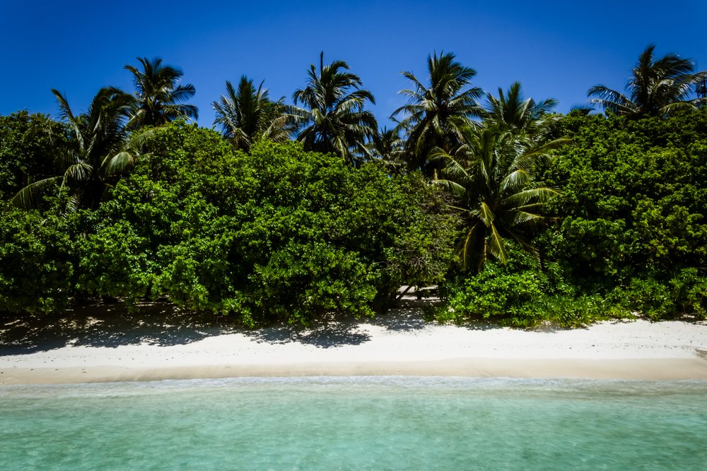 Tropical beach with palm trees and white sand shoreline beside clear turquoise water under a blue sky, summer, Holliday, travel, landscape, Maldives.