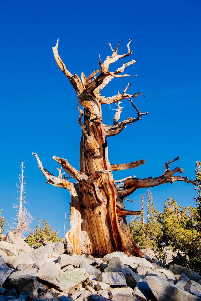 Dead bristlecone pine tree stands in rocky terrain under clear blue sky, Great Basin, endorheic watersheds, North America, USA.