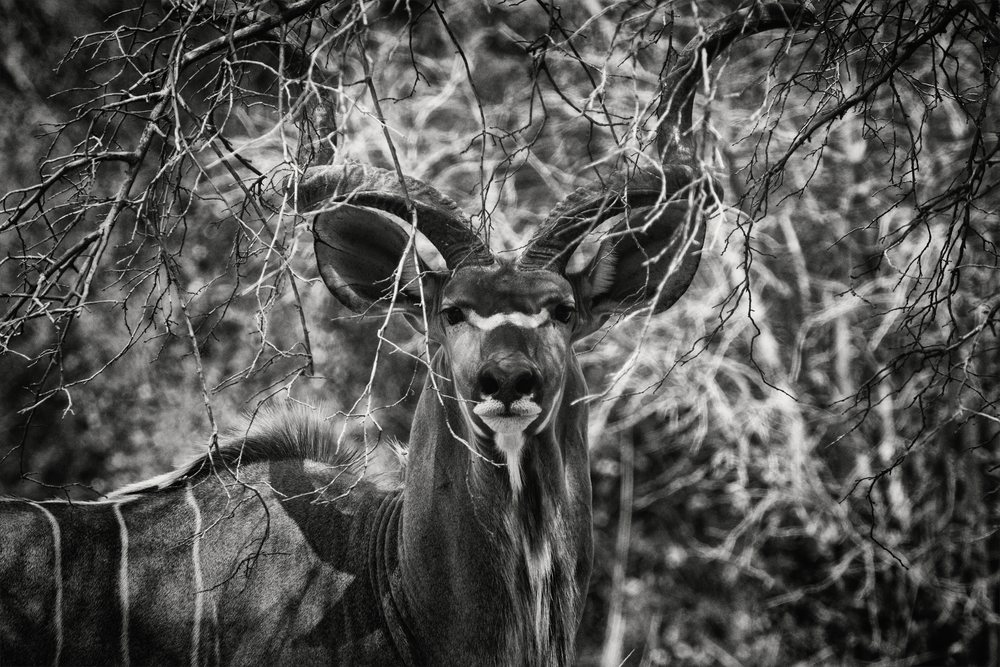 Large Kudu antelope with spiraled horns standing behind leafless branches in the natural bush habitat of South Luangwa National Park, Wildlife, Mfuwe, Zambia.