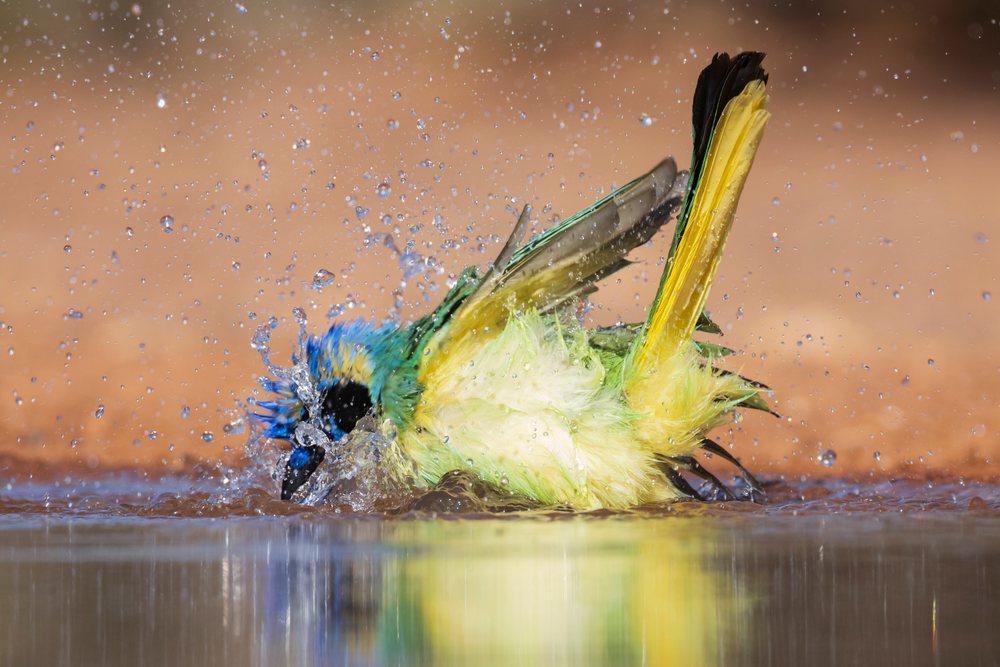 Colorful green jay splashes energetically in water at Santa Clara Ranch, Wildlife, McCook, Texas, USA.