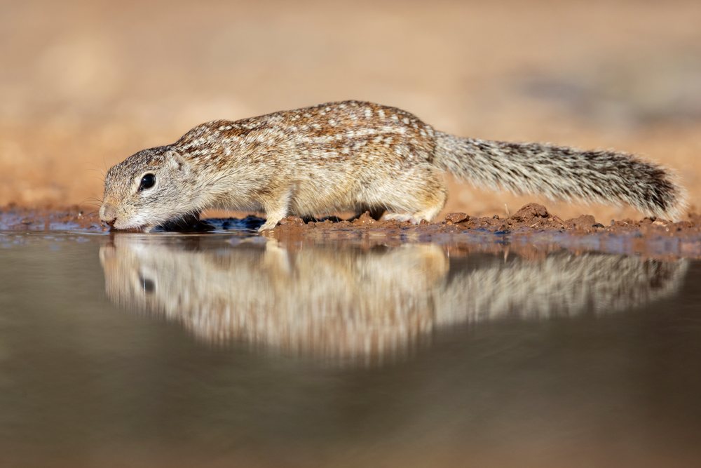Mexican ground squirrel drinks water at a waterhole reflecting its natural environment at Santa Clara Ranch, Wildlife, McCook, Texas, USA.