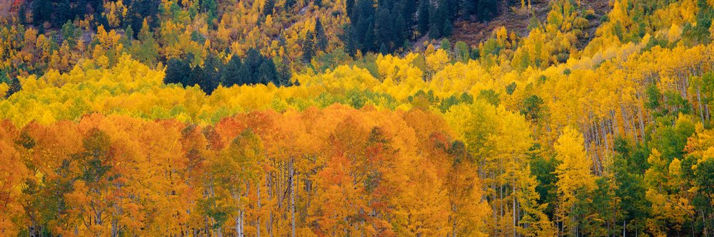 Aspen trees with yellow and orange leaves display vibrant autumn colors in a natural forest landscape.