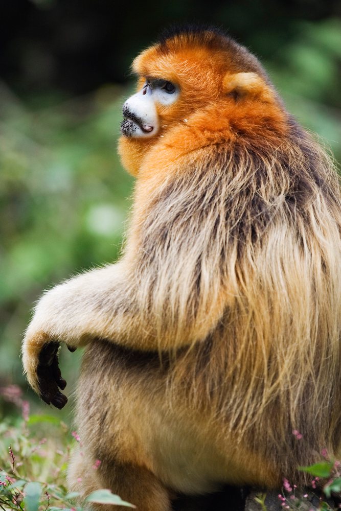 Golden monkey with distinctive orange fur and facial markings sitting outdoors, China amid forest vegetation, Shaanxi Province.