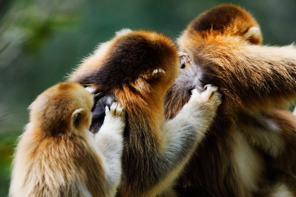 Three golden monkeys closely grooming each other in a forest setting, Shaanxi Province, China.